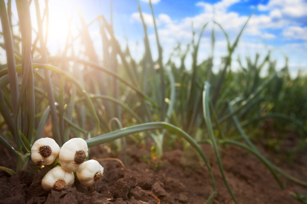 young garlic on the ground in the garden