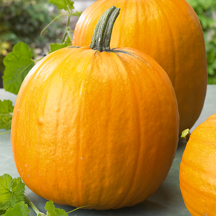 Bright orange pumpkins with green vines around them