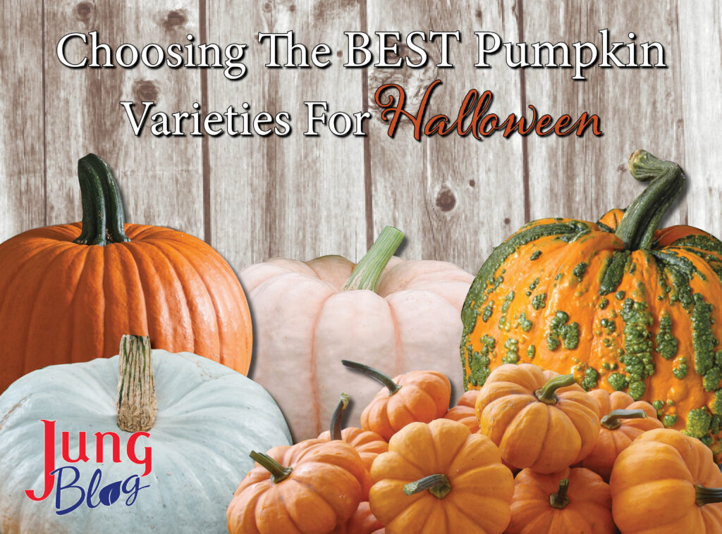Choosing The Best Pumpkin Varieties For Halloween