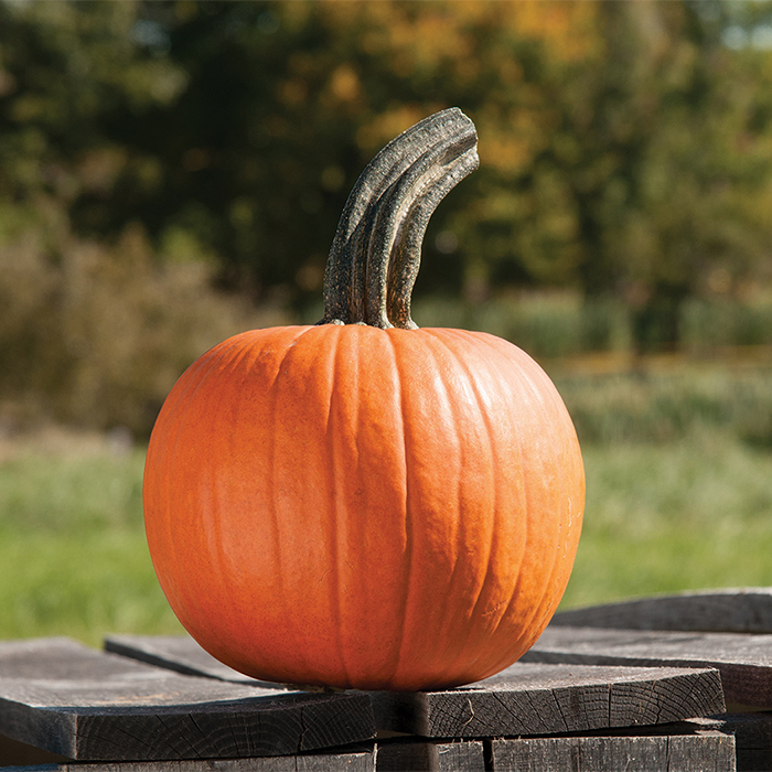 A bright orange pumpkin sitting on a wooden stool