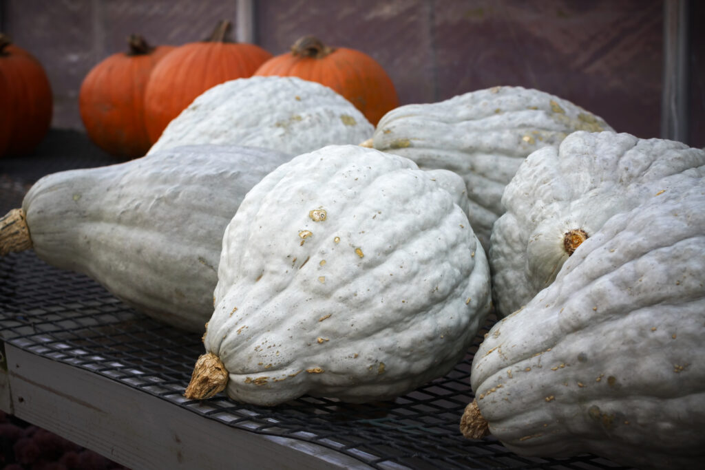 Blue hubbard squash curing indoors