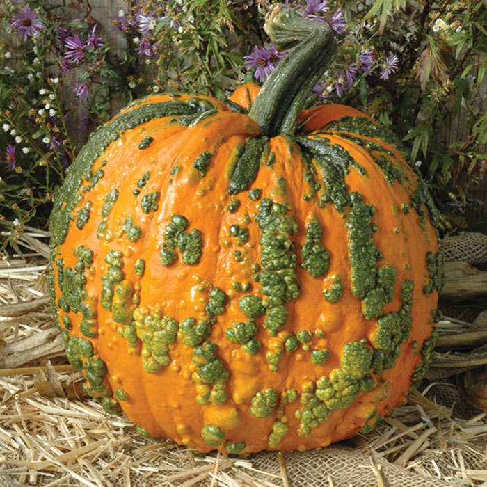 An orange pumpkin with green worts covering the pumpkin