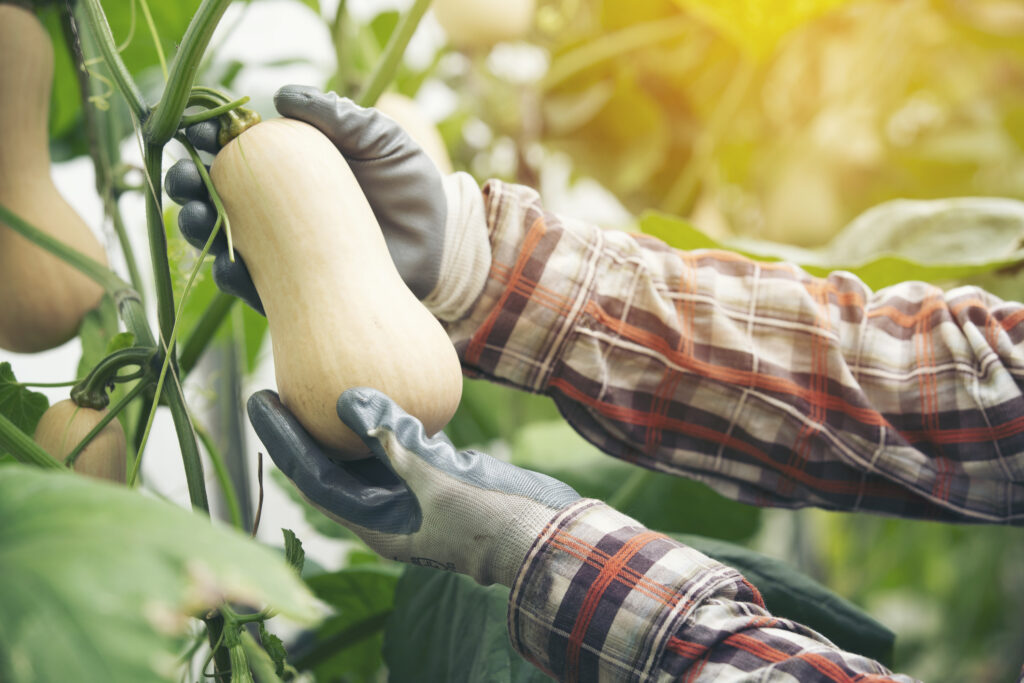 Harvesting a Butternut Squash off the vine