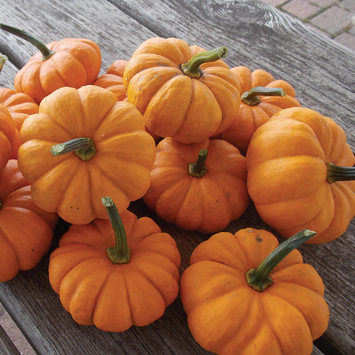 A bundle of little tiny orange pumpkins