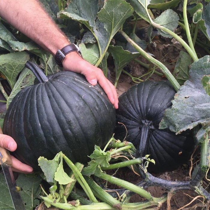 Two black pumpkins in a field