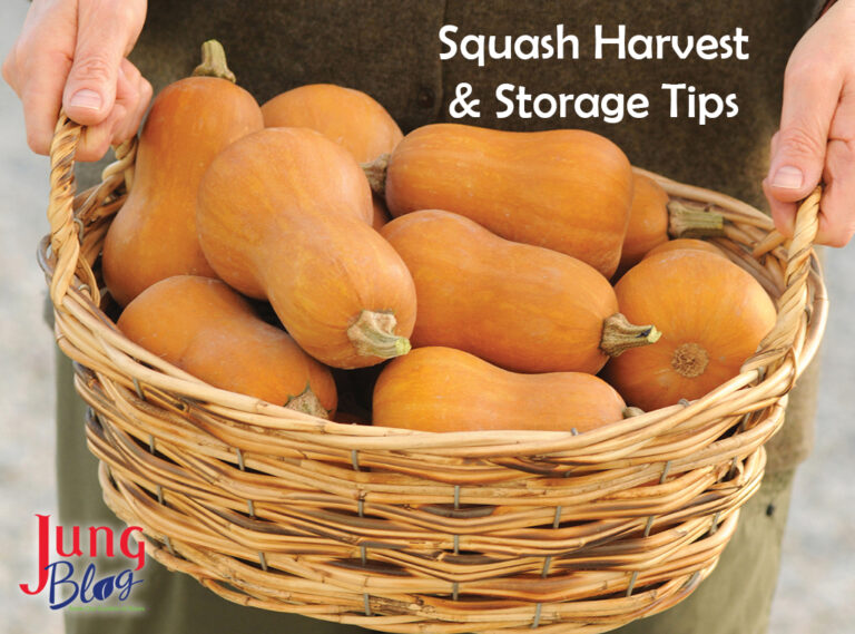 Squash Harvest & Storage Tips | Jung Seed’s Gardening Blog