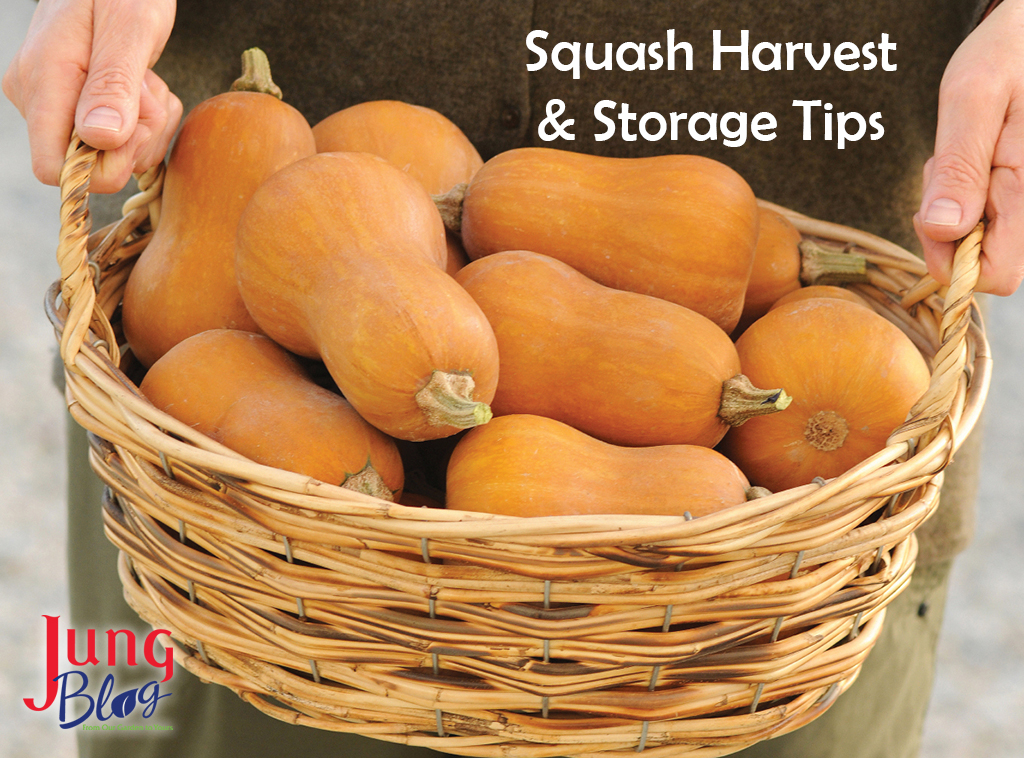 Hands holding a wicker basket filled with butternut squash