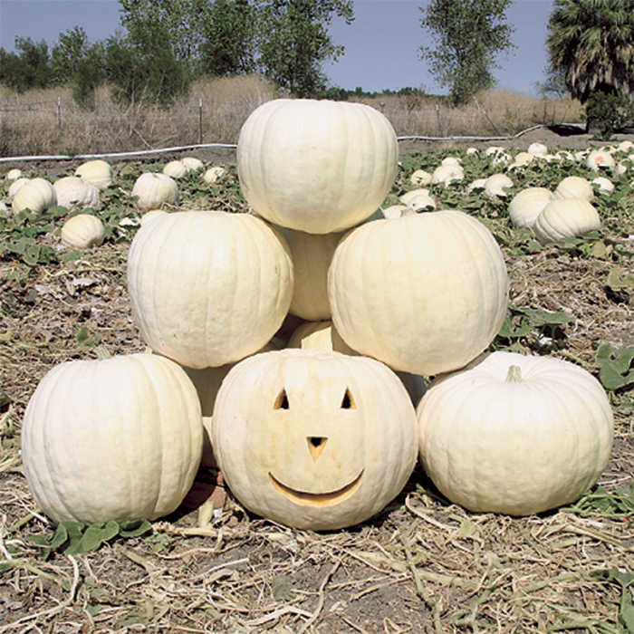 A pyramid of white pumpkins in a field