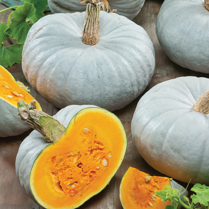 Light blue pumpkins