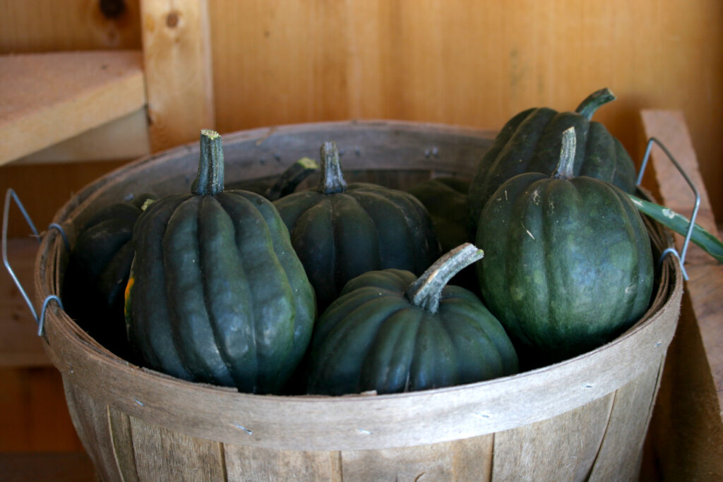 Acorn Squash in a basket ready to be stored