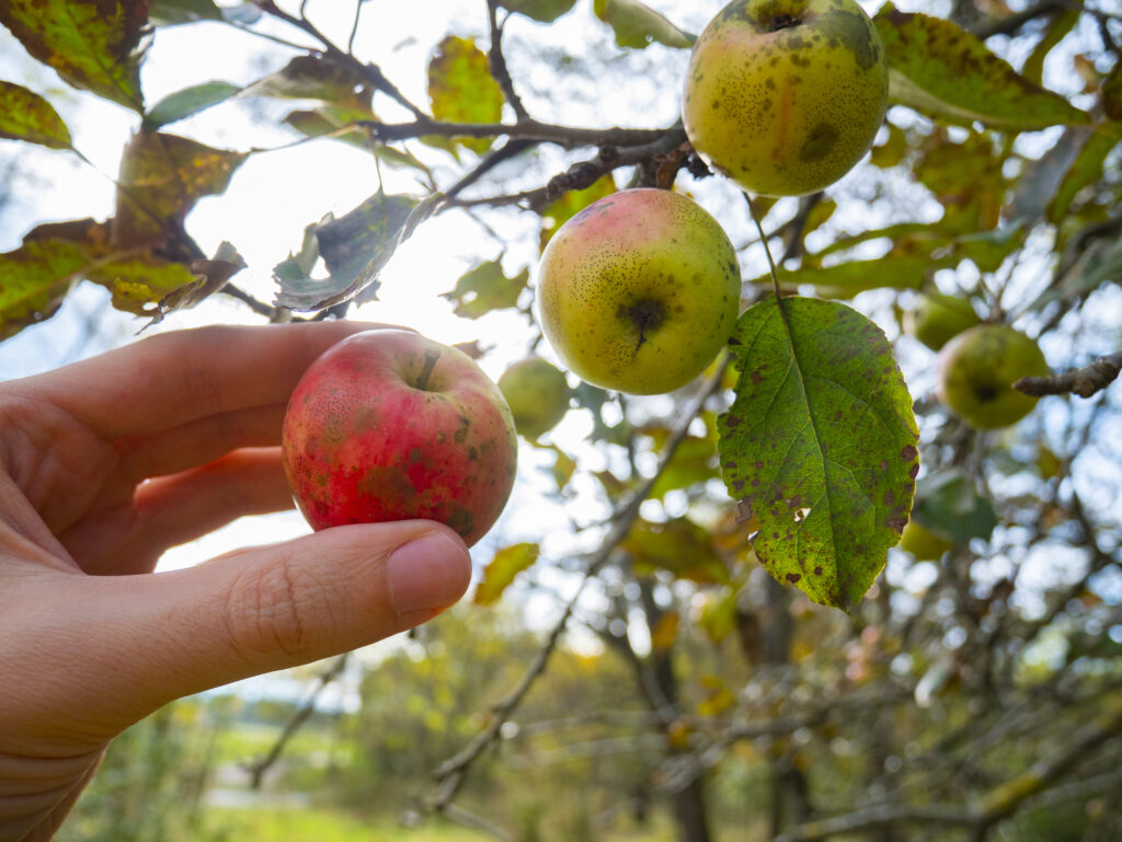 Hand takes an apple from the tree. Harvest in organic farming. Apple tree disease, sooty blotch and flyspeck.