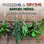 Freezing & Drying Garden Herbs