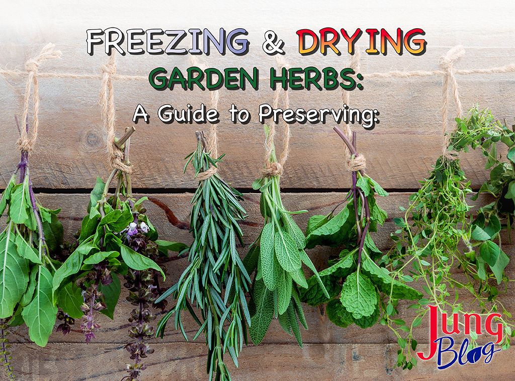 Freezing & Drying Garden Herbs