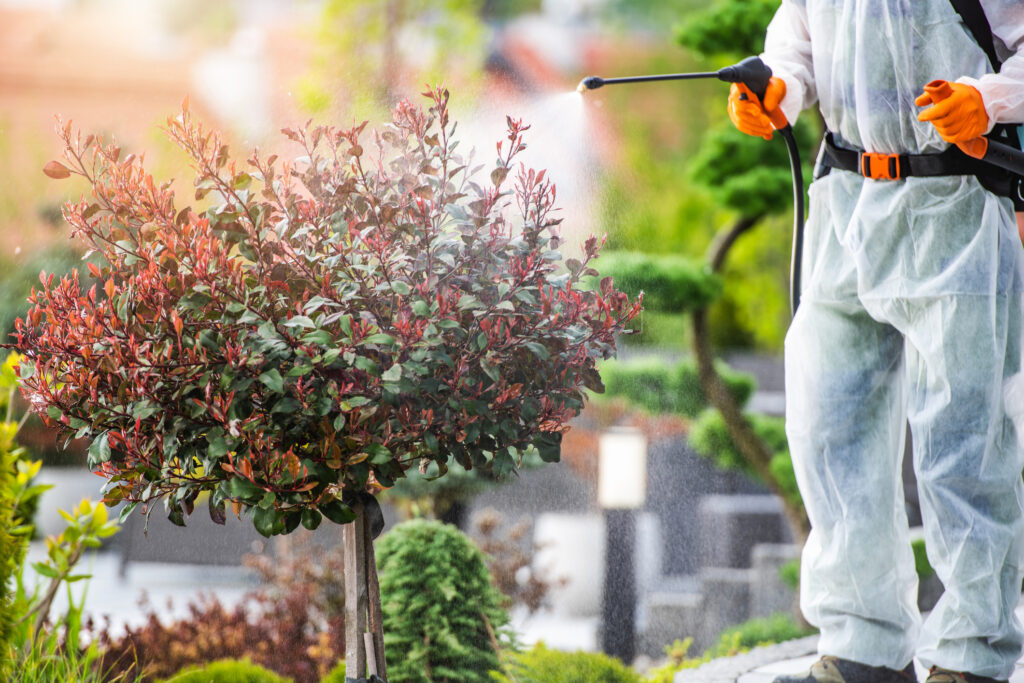 Treating a bush with fungicide spray