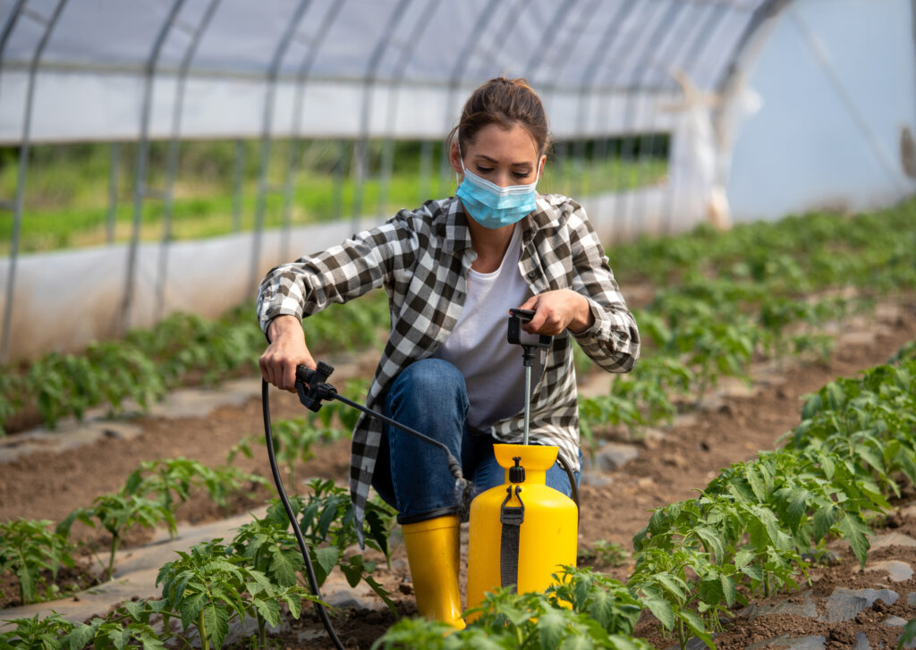 Farmer woman spraying tomato plants in greenhouse