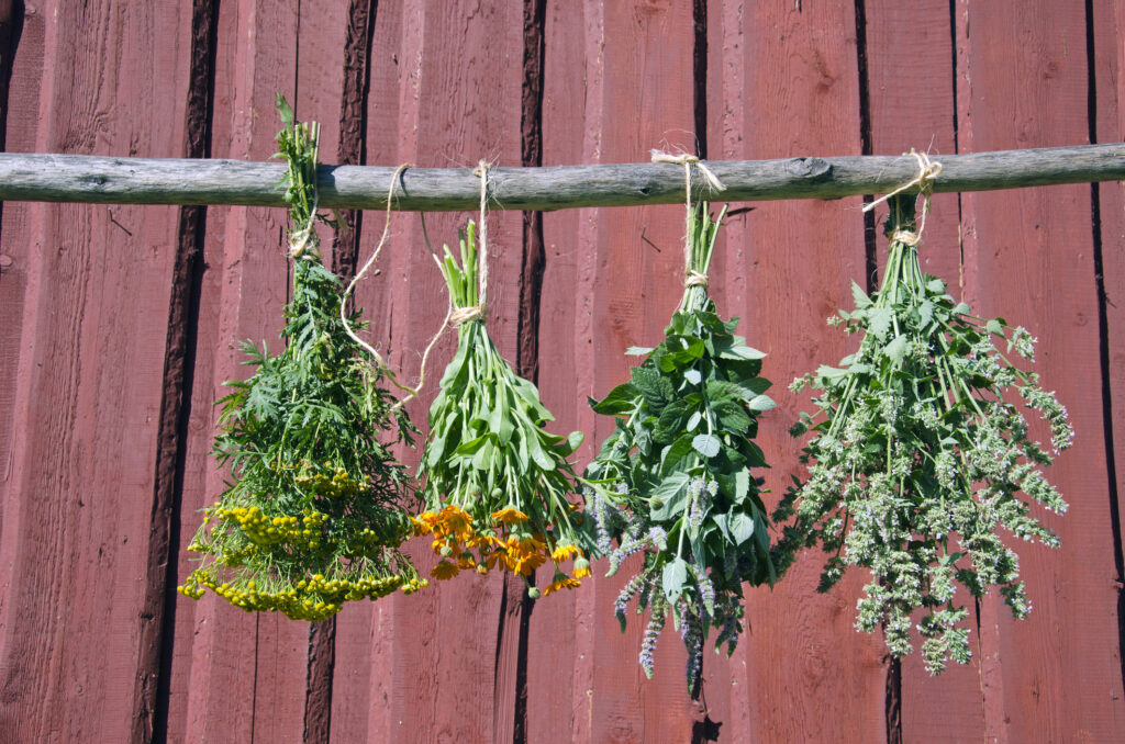 Herbs hanging in front of rustic wooden background