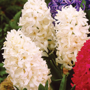 Hyacinths in white, red, and purple