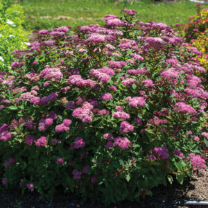 Empire Ice Dragon Spirea