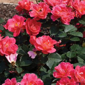 Coral Miracle Rose