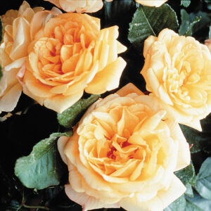 Garden Sun Climber Rose