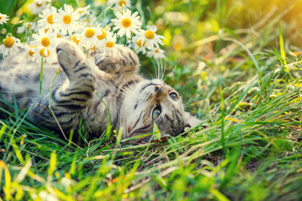 Cat lying on the back in the garden