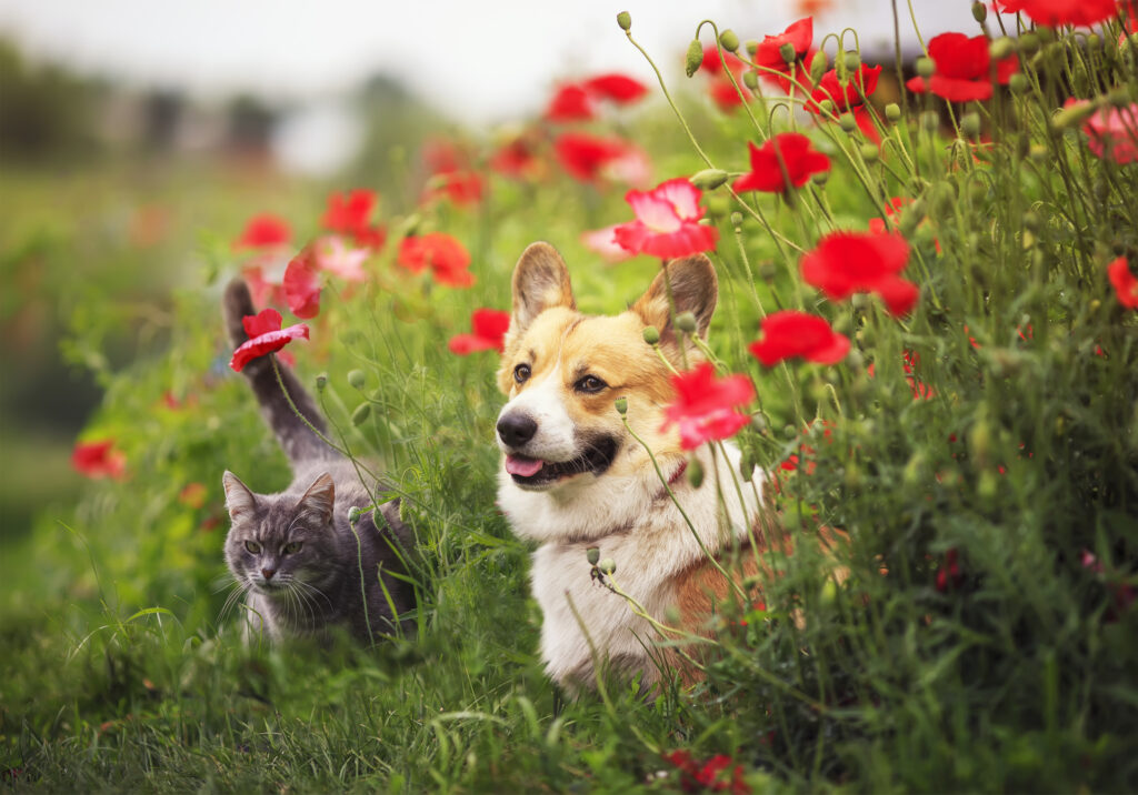 dog Corgi and striped cats sit in a Sunny summer garden in a bed of red flowers poppies