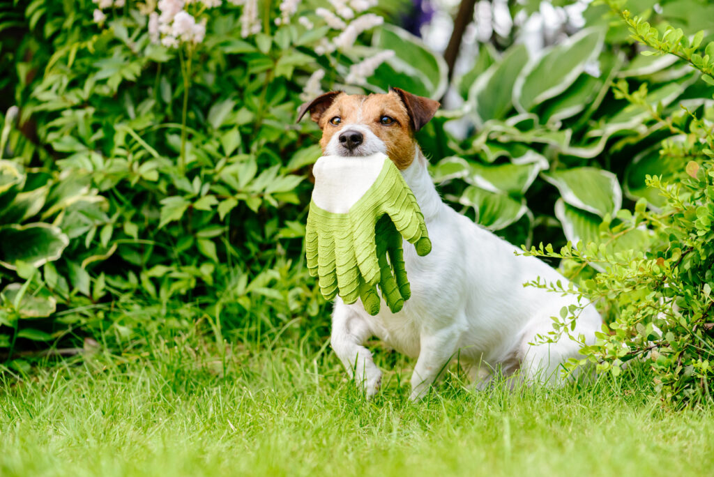 Dog as gardener assistant fetches garden gloves