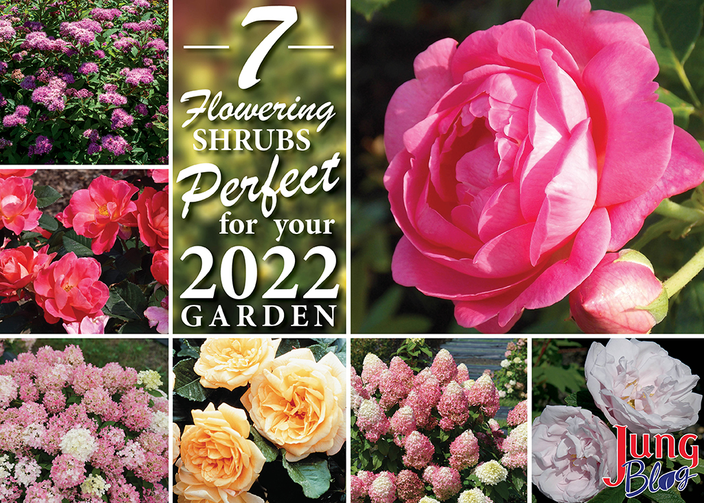 7 flowering shrubs perfect for your 2022 garden