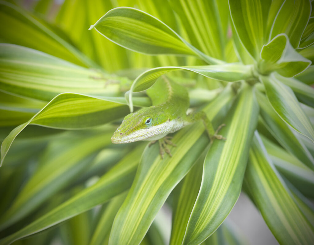 A green anole lizard hiding in some green leaves