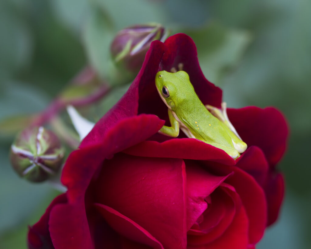 Green Tree Frog on Don Juan Red Rose