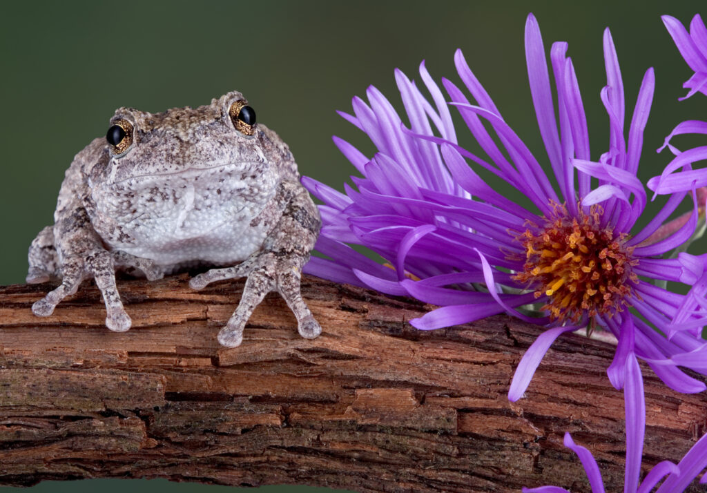 A gray tree frog is sitting on a vine next to a purple aster plant.