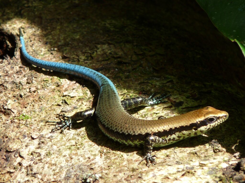 A skink sun bathing on a tree