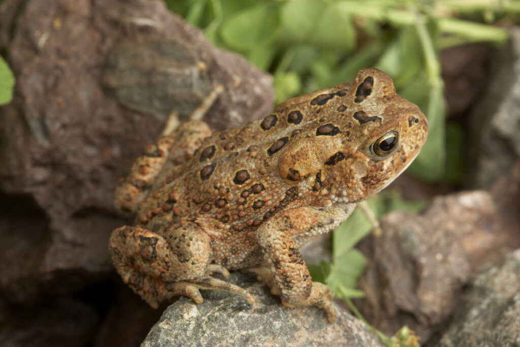 An American toad sitting on a rock