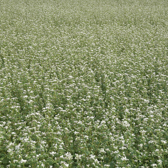 A field of buckwheat