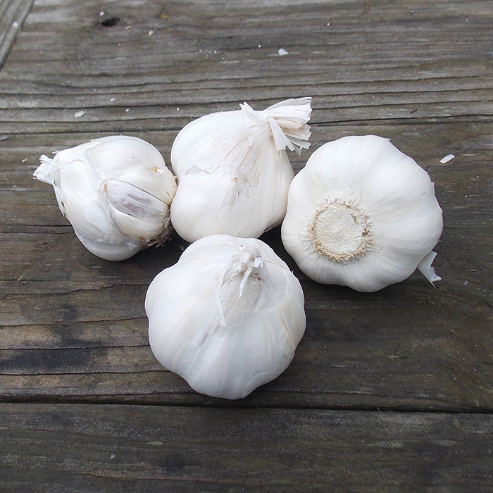 Four white garlice on a table