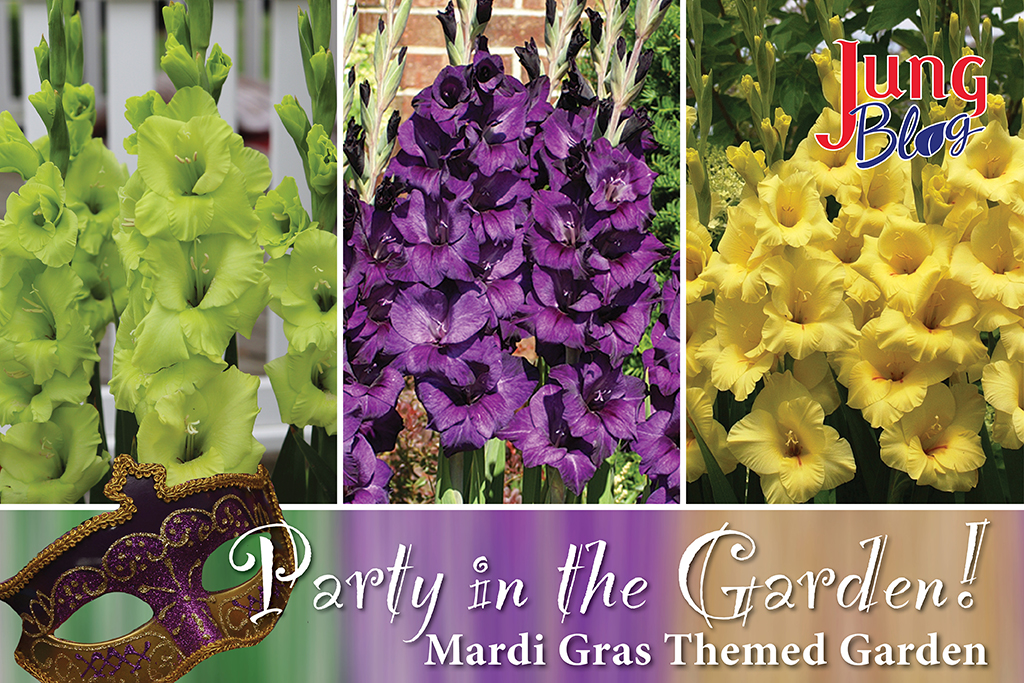 green, purple, and yellow gladiolus