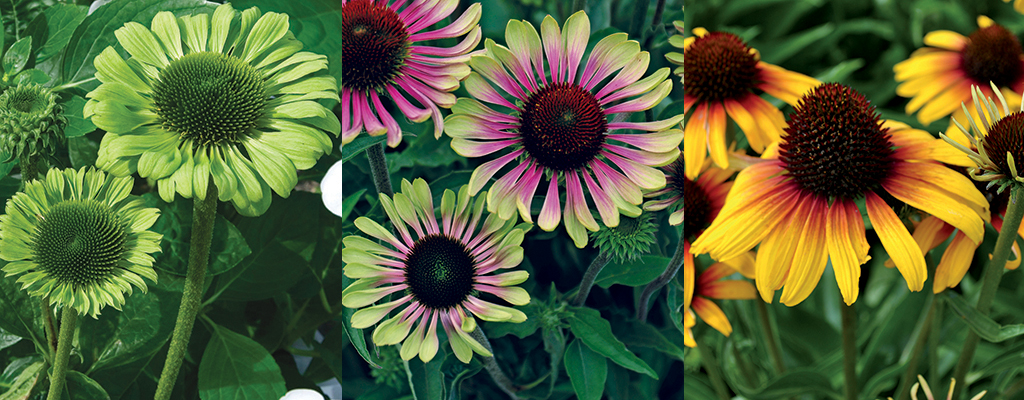 Echinacea