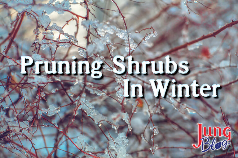 Pruning Shrubs In Winter Jung Seed's Gardening Blog