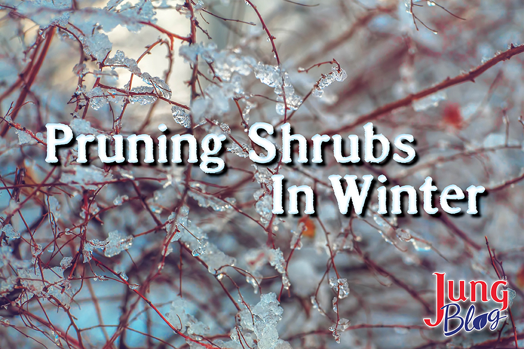 pruning shrubs in winter