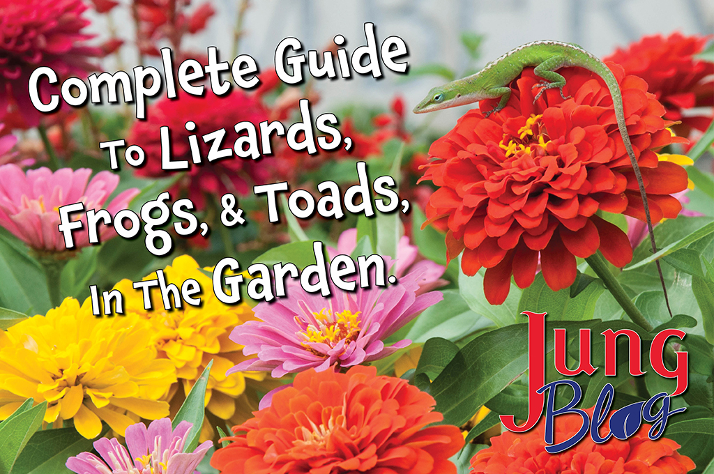 Complete guide to lizards, frogs, & toads in the garden