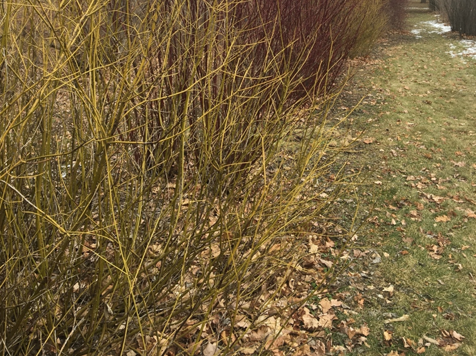 winter shrub pruning time