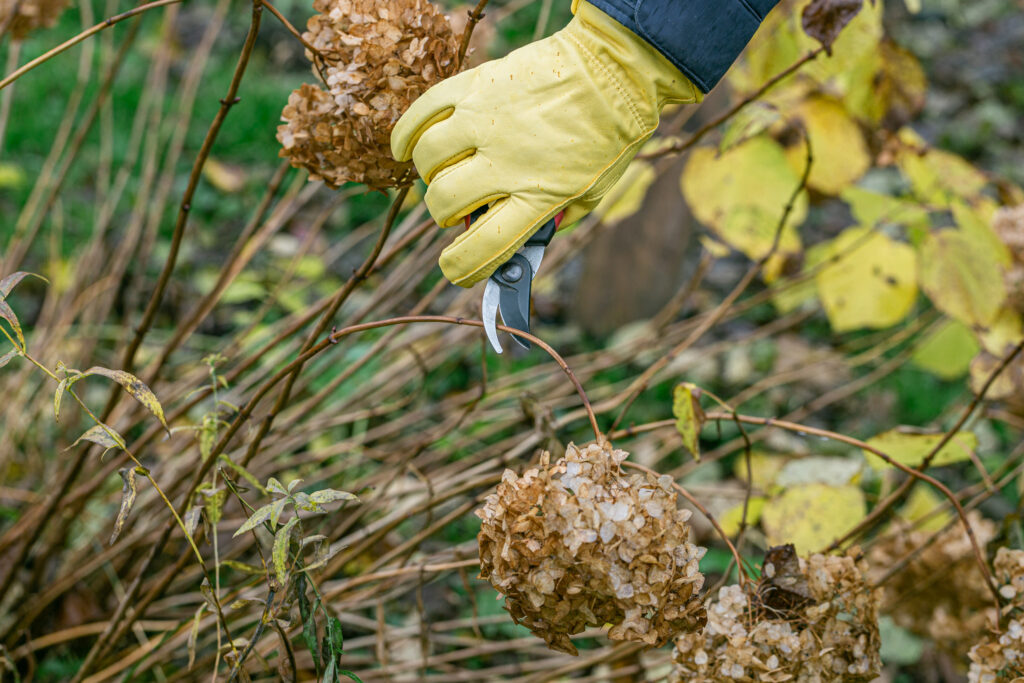 Bush hydrangea cutting or trimming with secateur in the garden.