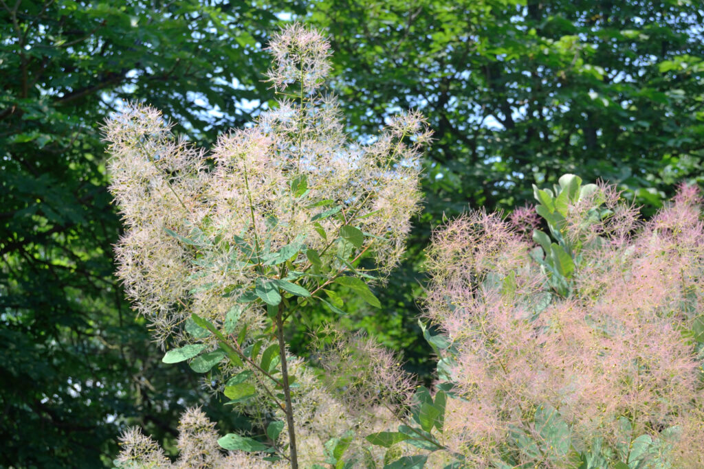 smoke bush