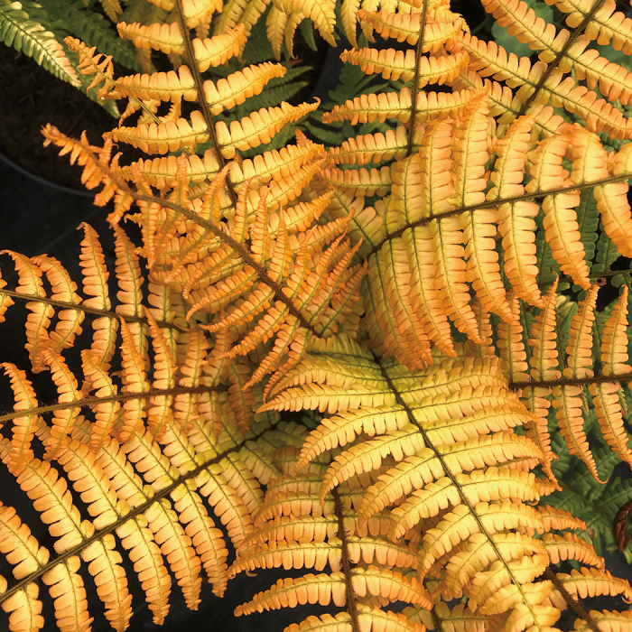 golden yellow fern