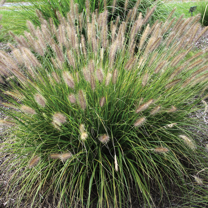 grass with fluffy tops