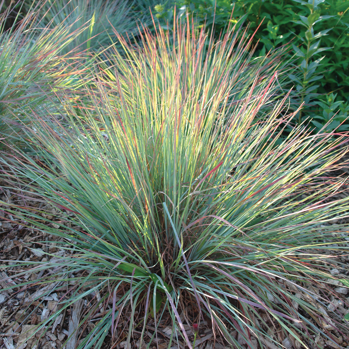 grass with a green based that changes to yellow then red