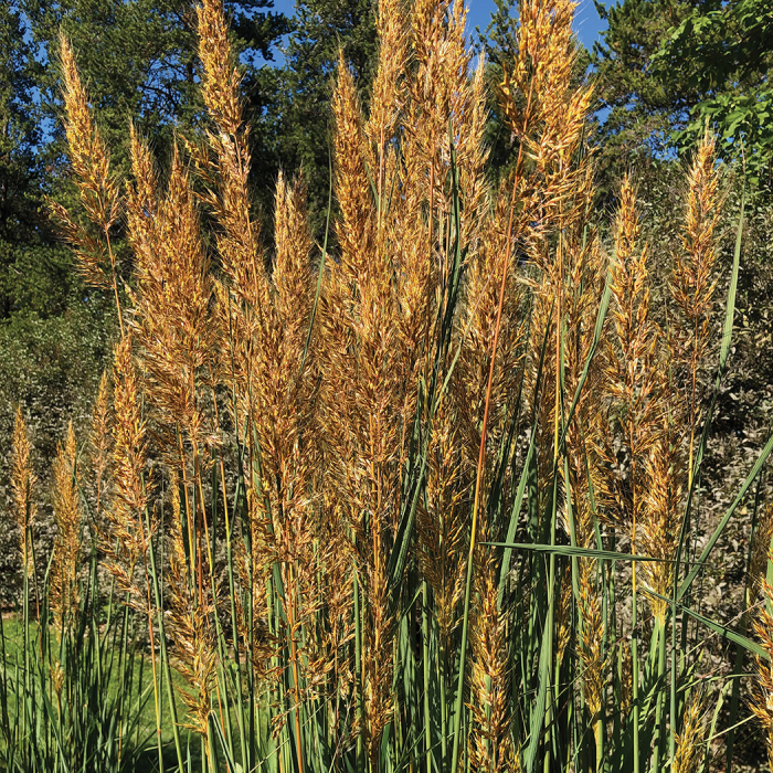 burnt orange colored grass