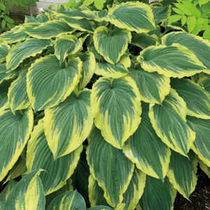 green and yellow hosta