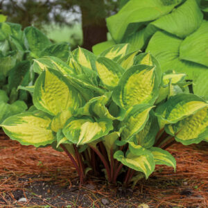 yellow with green hosta