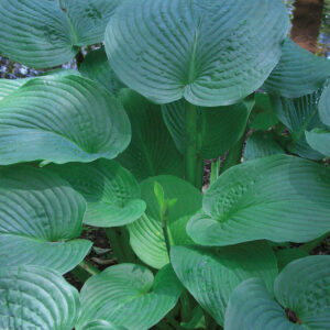 blueish green hosta